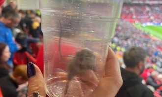 不愧是黑猫！桑德兰女球迷在曼联主场抓到一只活老鼠